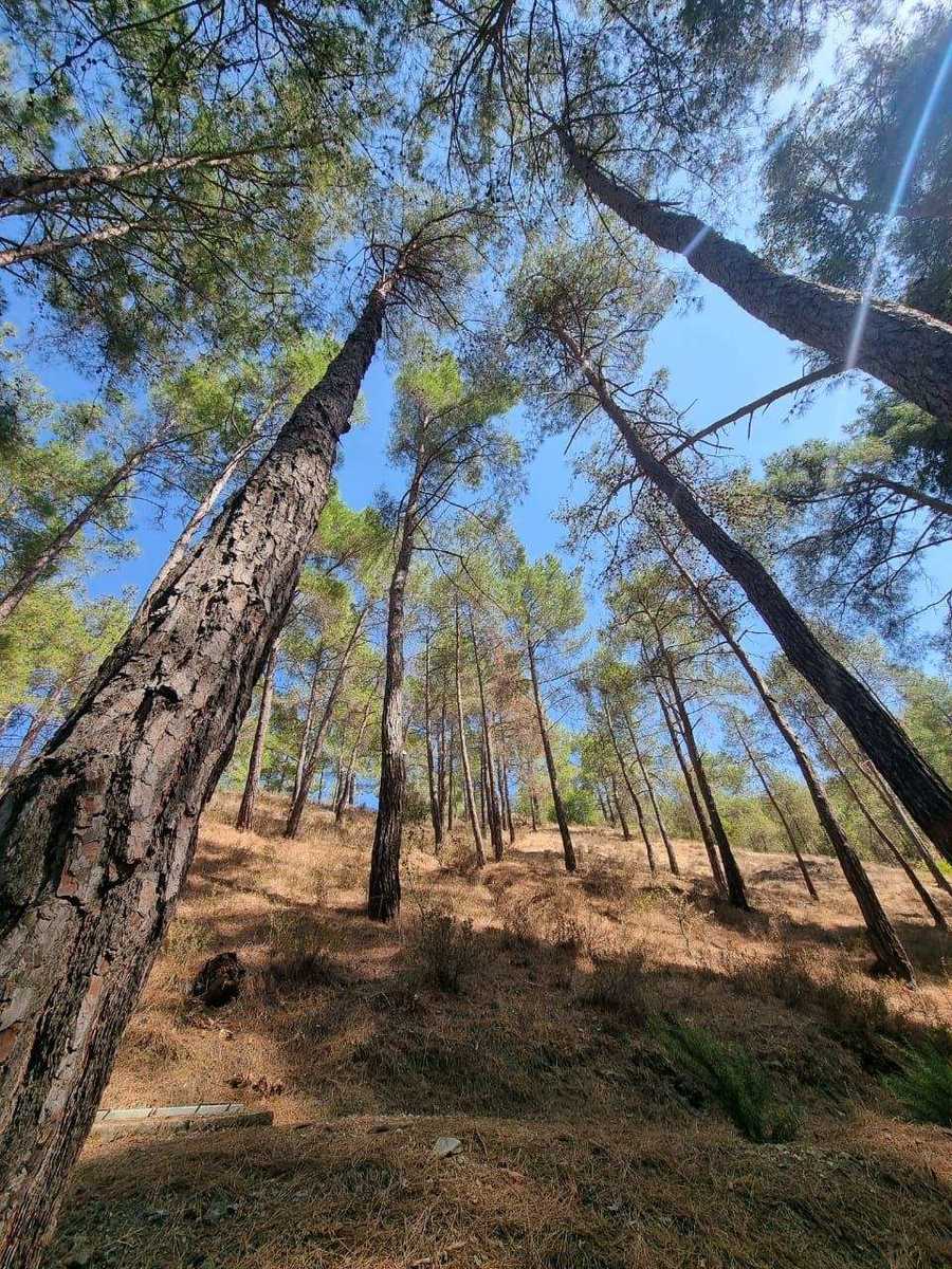 Kiefernwald im Troodos